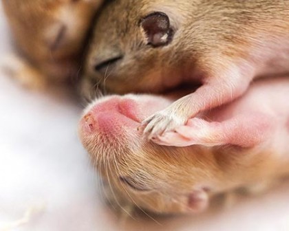 baby mice sleep