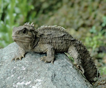 A small green, spiny lizard stands on a rock against a lush green background