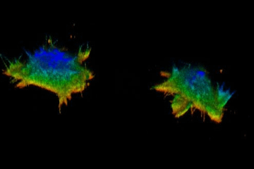 Two cells with ruffly appendages