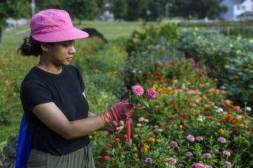 A person picks flowers from a field
