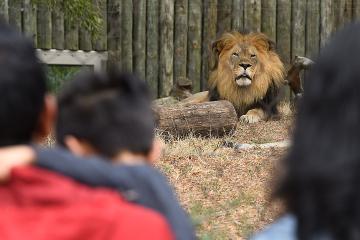 A full-maned lion at the Maryland Zoo in Baltimore