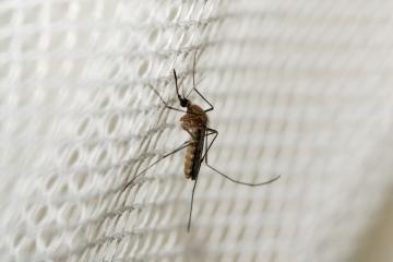 A mosquito in a net