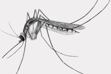 Black and white vector illustration of mosquito engraving style