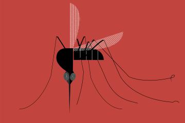Illustration of a black mosquito on a red background