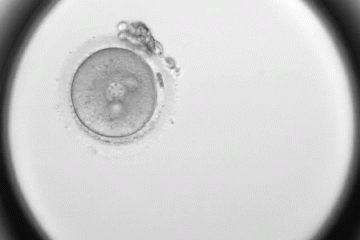 A black-and-white clip showing a micriscopic view of a type of embryonic division called tripolar division