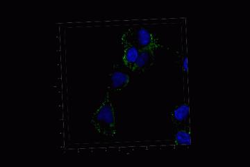 image of cells from a nanoSABER scan
