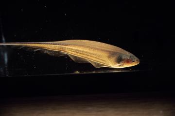 An electric knife fish shown with a black background