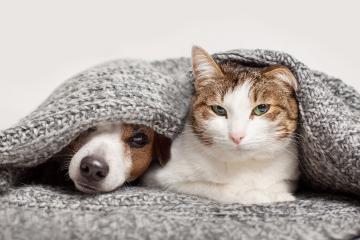 A puppy and kitten peek out from underneath a blanket