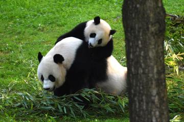 Panda cub Xiao Qi Ji wrestling with his mom
