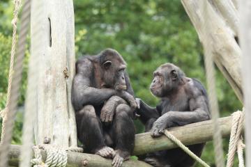 Two chimpanzees socializing at the Edinburgh Zoo