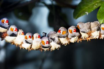 Twelve zebra finches sitting together on a tree branch and sunning