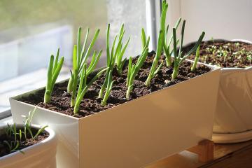 Seedlings of onion, basil, and spinach grow in pots on a windowsill