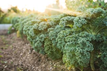 A front view photo of kale in the garden