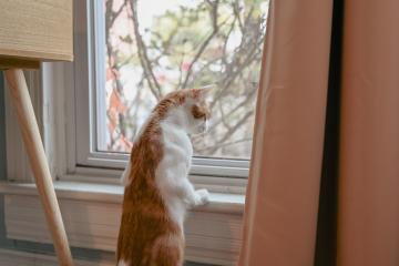 an orange and white cat stands on its hind legs to look out a window