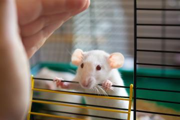 Curious little white laboratory mouse looking out of a cage and a hand of a researcher