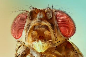 Extreme detail photo of a fruit fly