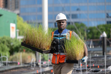 Omar Lloyd carries flats of grass plants while working on installing the Harbor Wetlands exhibit