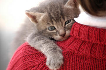 Kitten sits on a person's shoulder.