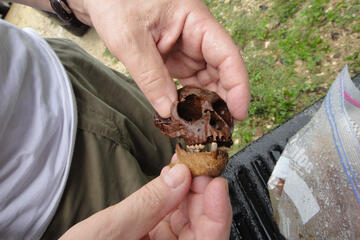 A researcher holds a tiny, brown monkey skull between his fingers. The skull is no bigger than the palm of his hand.