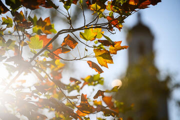 Sunlight pours through the branches of a poplar tree whose leaves are beginning to turn orange and red and brown in early fall; the tower of Gilman Hall is visible in the background