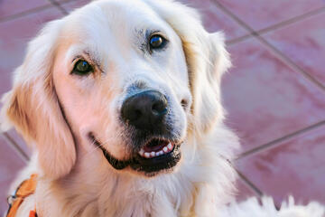 Closeup of a friendly looking dog