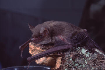 A little brown bat rests on a log