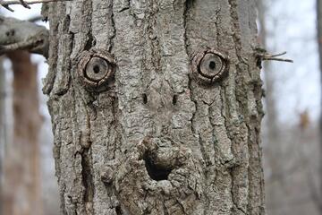 A photograph of a tree that has knots that resemble a face