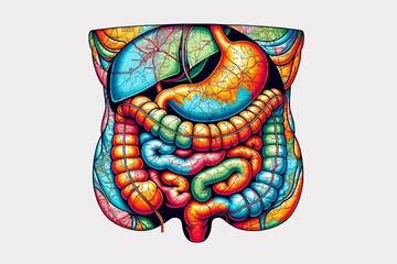 A colorful illustration of a human abdominal cavity showing internal organs