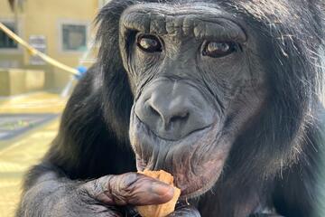 Bonobo eating a nut