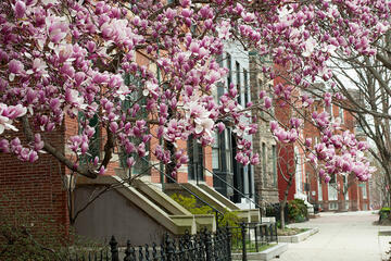 Baltimore row houses with flowering trees in the foreground