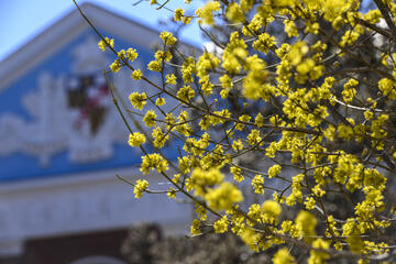 Branches bloom with yellow flowers in front of Shriver Hall.