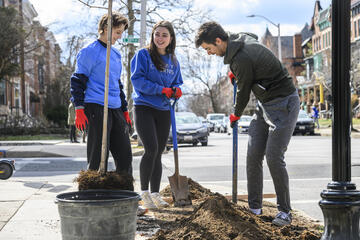 Three adults dig a hole next to a sidewalk in Baltimore. Next to them is a young, unplanted tree with no leaves.