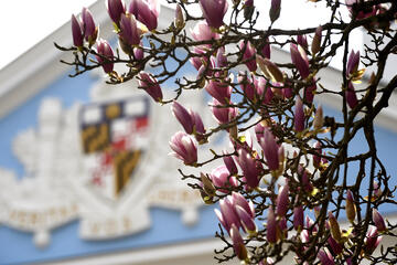 Pink magnolia blossoms with Shriver Hall's blue detailed facade in the background