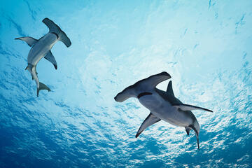 Hammerhead shark (Sphyrnidae) swimming in tropical underwaters. 3d illustration rendering