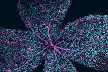 Resembling fluorescent flower petals, this image shows the blood vessels in a mouse retina, as seen using confocal microscopy. 