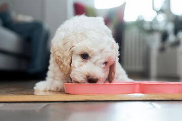 Cute puppy eating from a dish on the floor