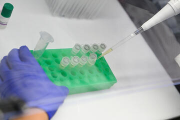A hand wearing purple gloves pipes a yellowish liquid into test tubes beneath a hood
