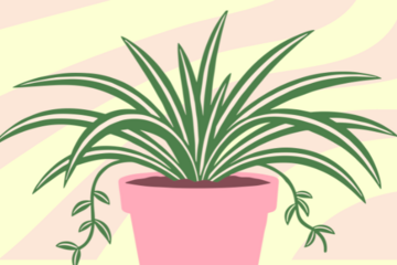 illustration of a spider plant in a pink flower pot