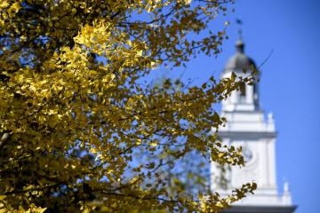Yellow fall leaves on the Homewood campus