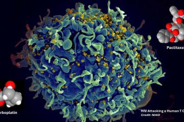 Scanning electron micrograph showing HIV attacking a human T cell.