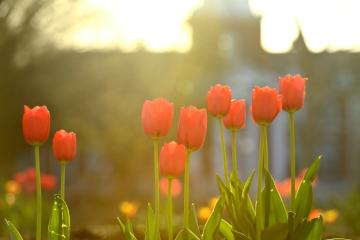 Red tulips in early morning sunlight