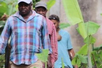 Three people walk single file amongst green plants