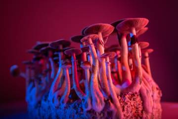 Psychedelic mushrooms in colorful light