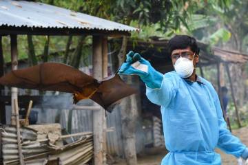 After researchers in Bangladesh collect samples, the fruit bats are fed and returned to the wild