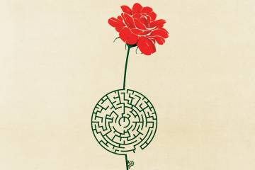 A red rose with a stem that appears to be a maze