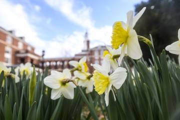 Daffodils with campus buildings in the background