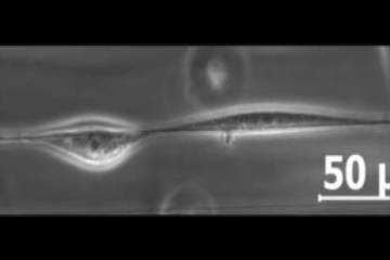 Cells move along a nanofiber