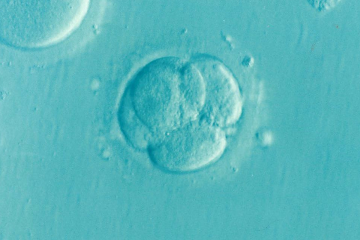 Microscopic image of embryo