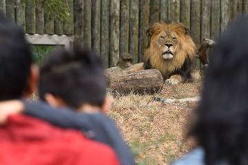 Lion looking out at visitors