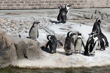 Penguins at the zoo